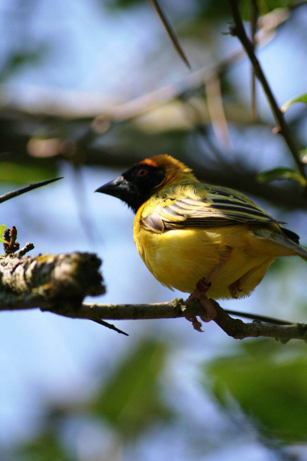 Zoo: “An excellent place to study the habits of human beings.” – Evan&nbsp;Esar