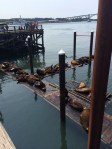 No visit is complete without a peek at the resident sea lions.
